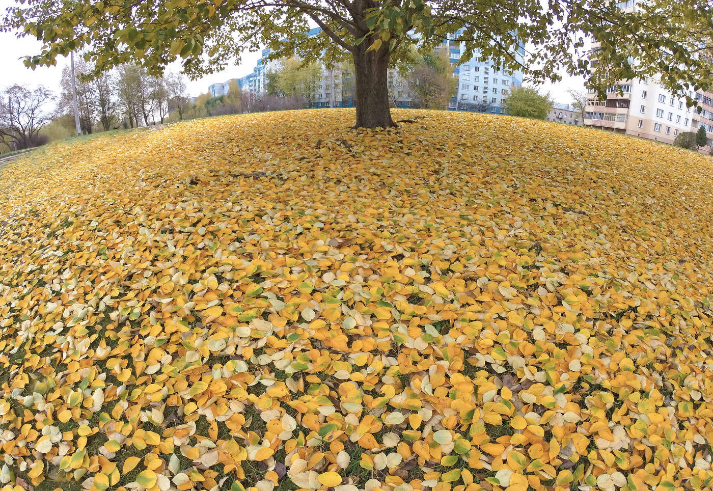 Осень в большом городе...