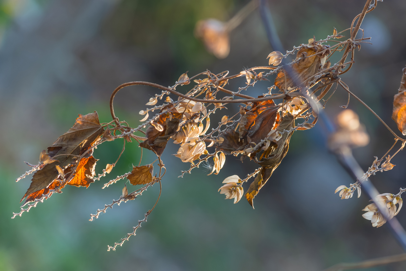 Качели Осени...летят...летят...