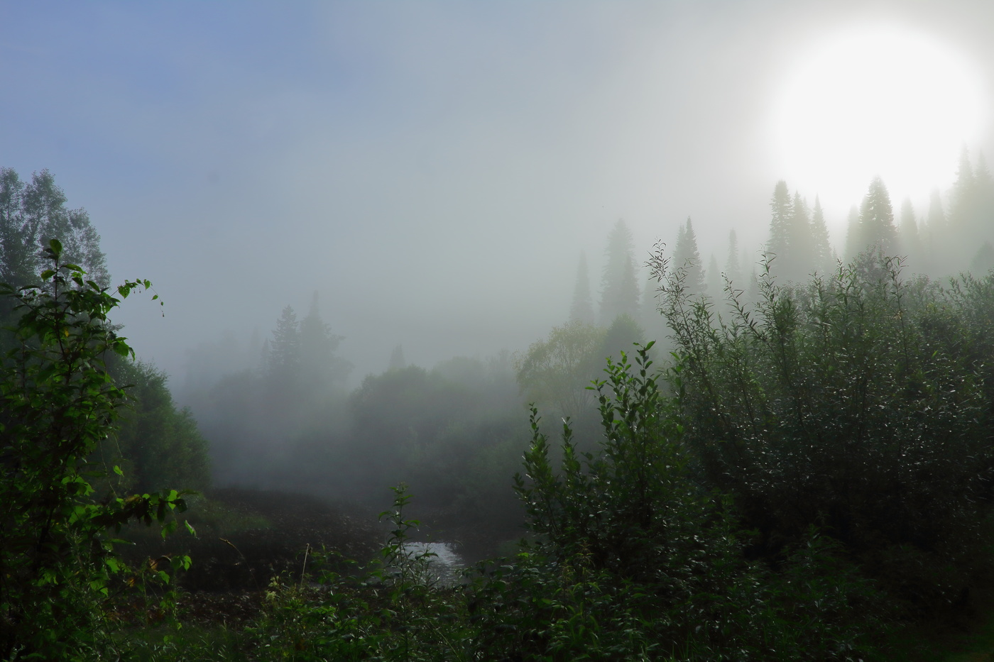 Ели на лапах держат солнце