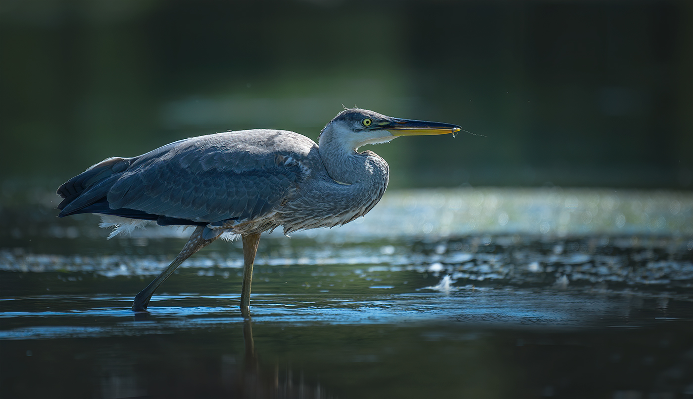 Great blue heron (juvenile)