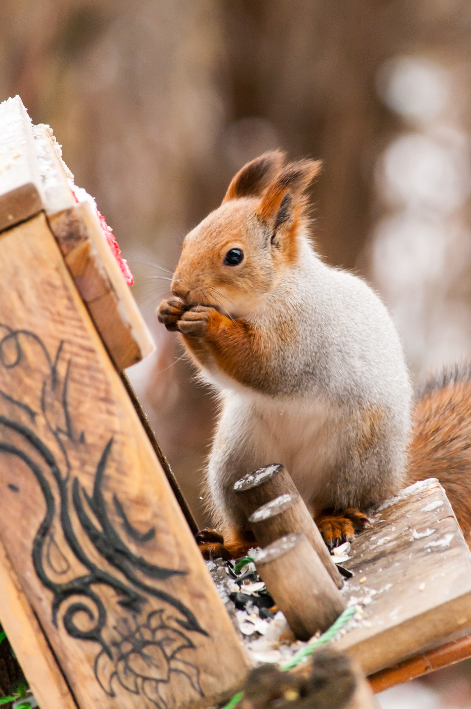 Белка плутовка - рыжая бестия!