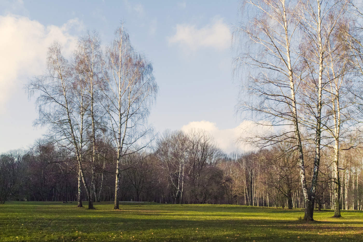 Ноябрьские берёзки