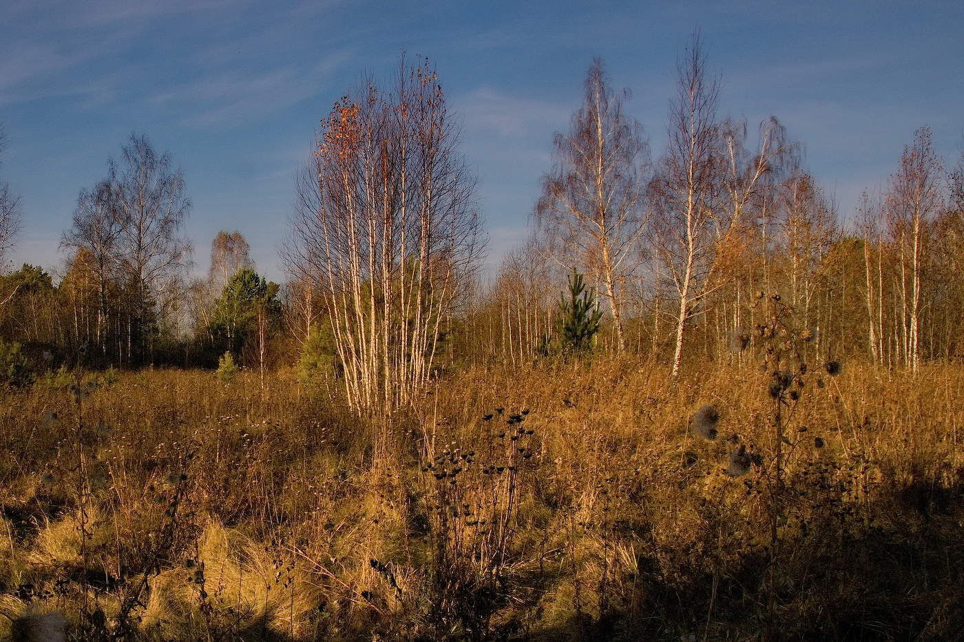 Осенние берёзки.