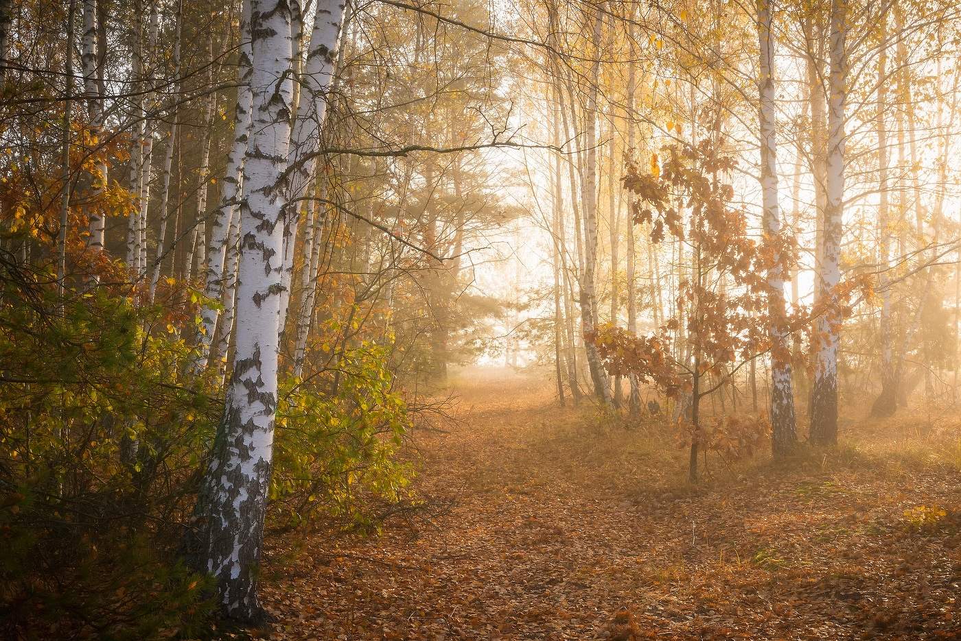 Дорогами осени