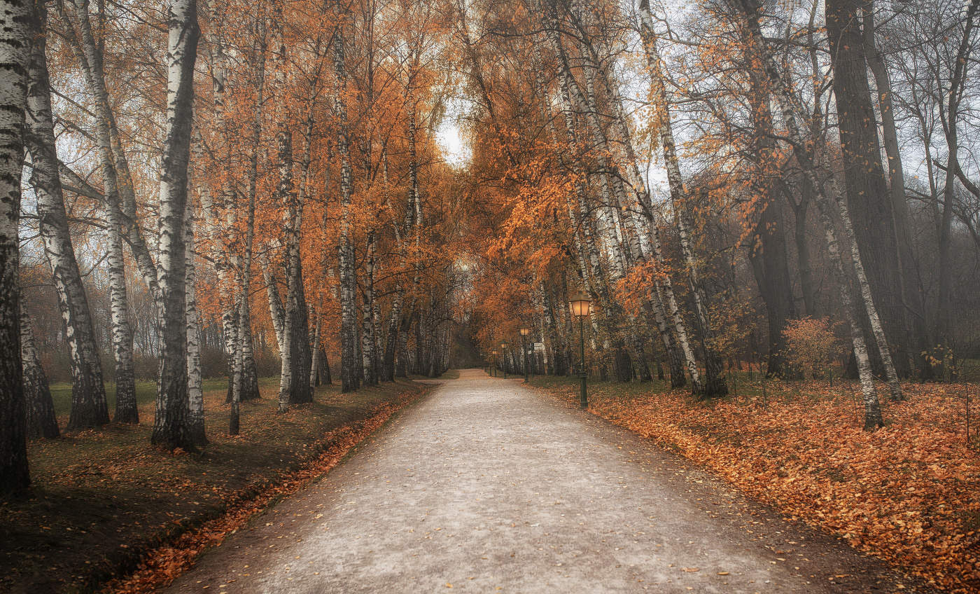 Берёзовая аллея.