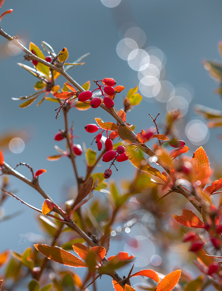 Ягоды барбариса