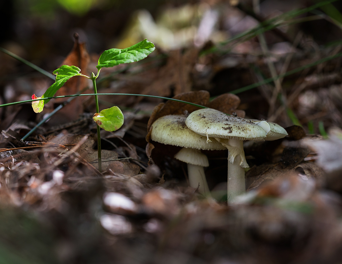 Смерть в шляпке