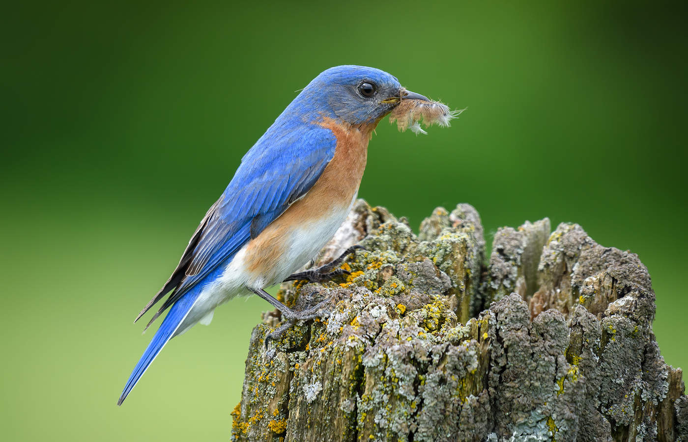 Eastern Bluebird (male)