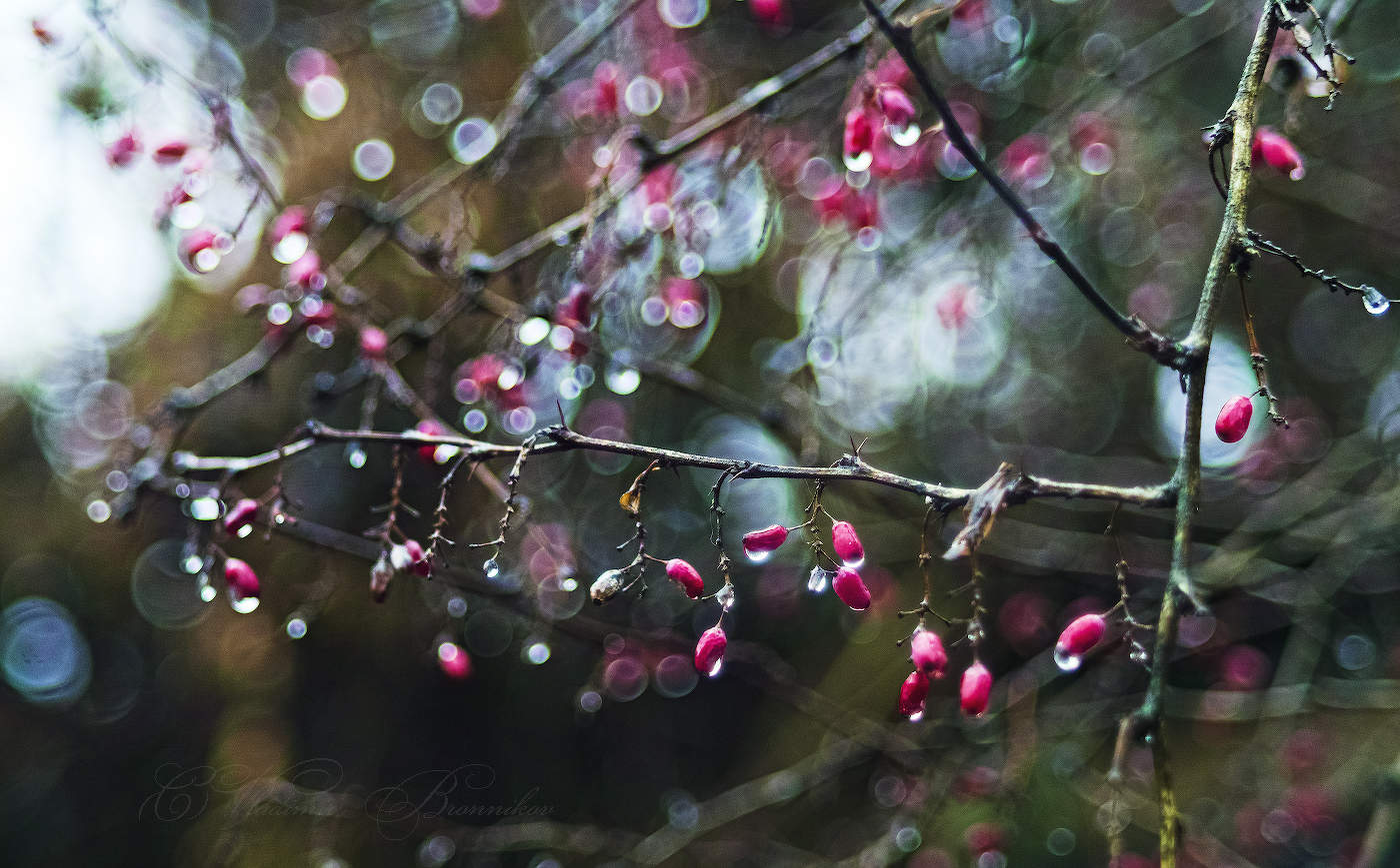 Ноябрьский дождь