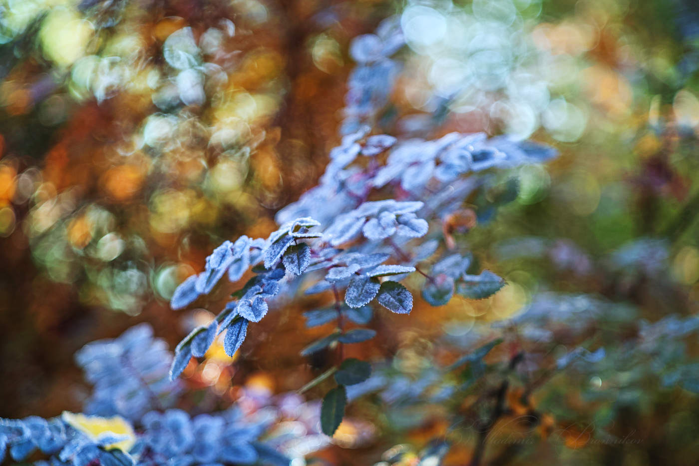 Серебряные листья