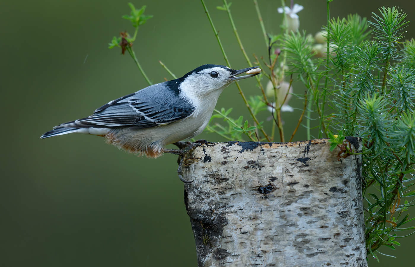 White-breasted Nuthatch