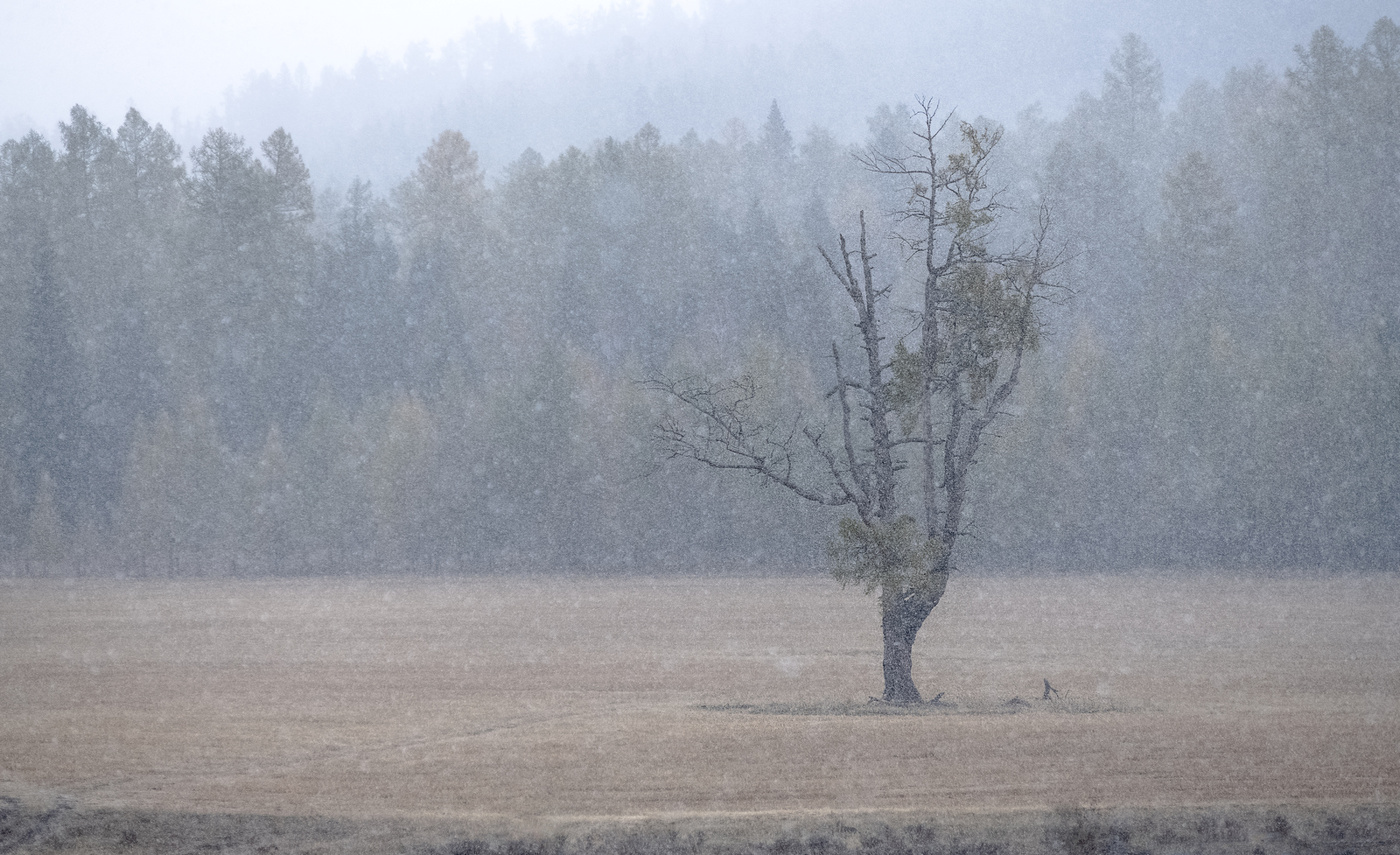 Сила жизни.
