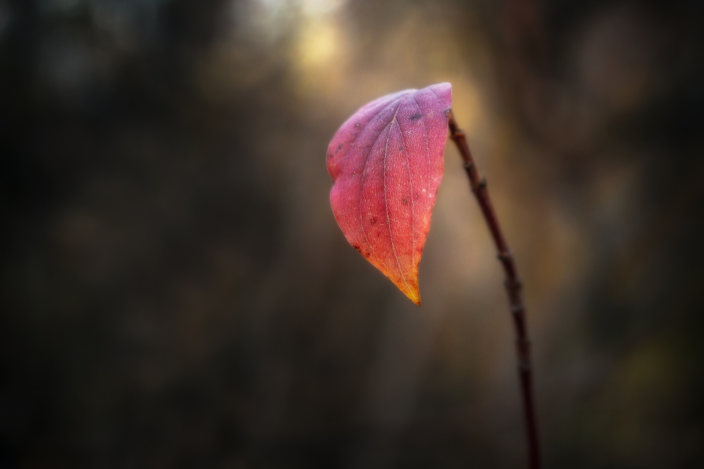 Осень – это вторая весна, когда каждый лист – цветок.