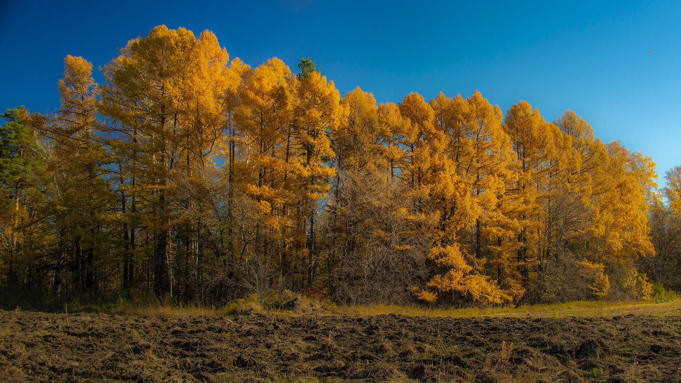 Лиственницы в октябре
