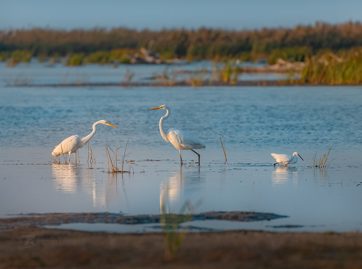 Из серии «Картинки из жизни птиц»