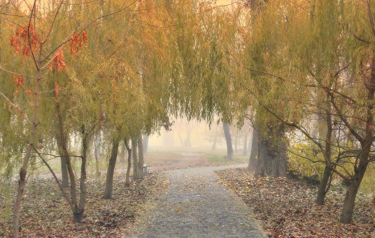 Туман на аллеях осеннего парка