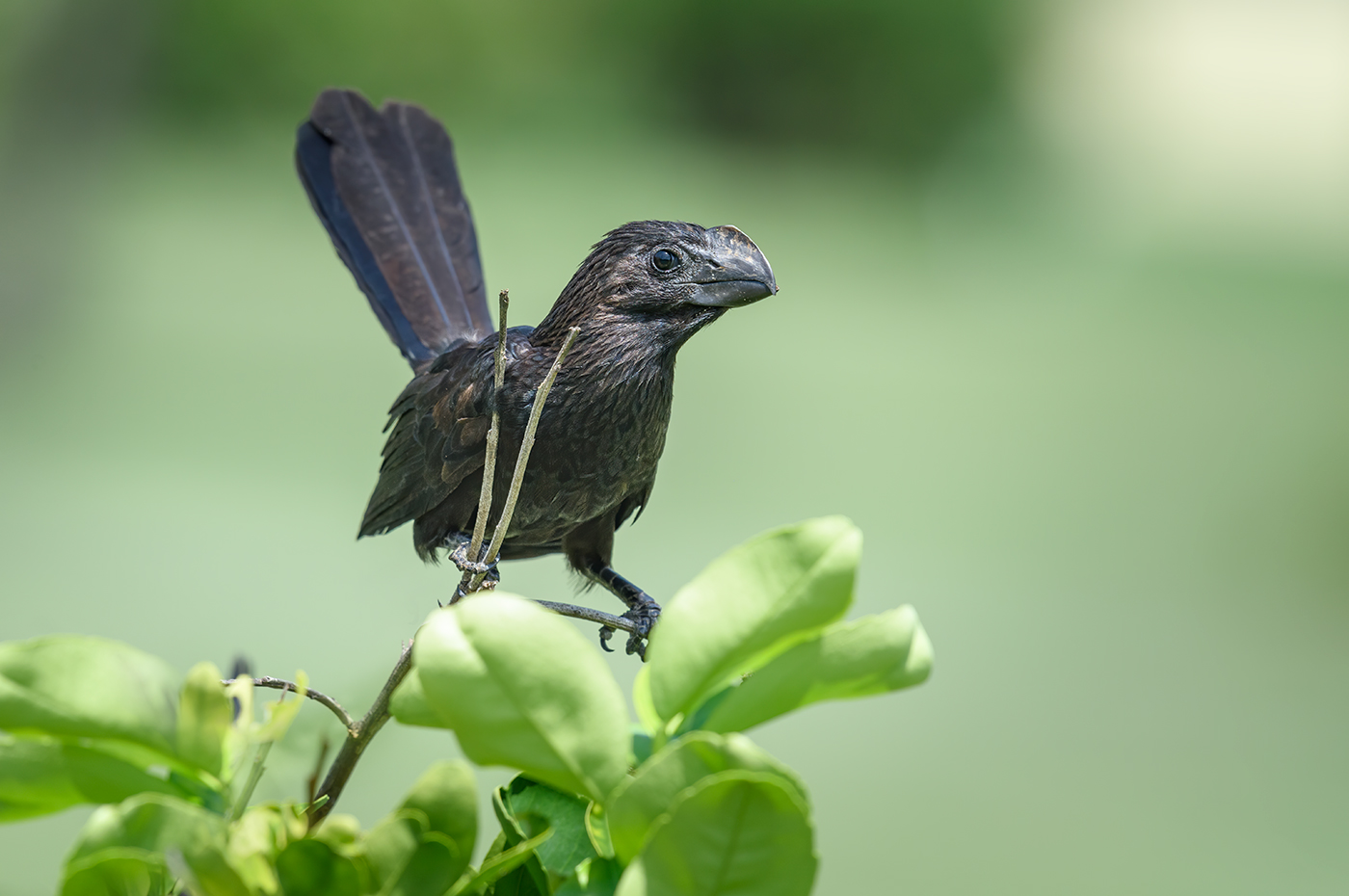 Smooth-billed Ani
