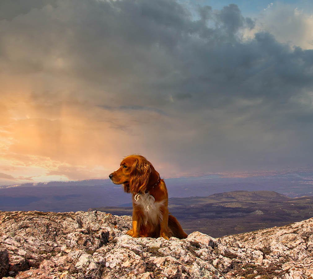 Его сиятельство Найк Чатырдагский