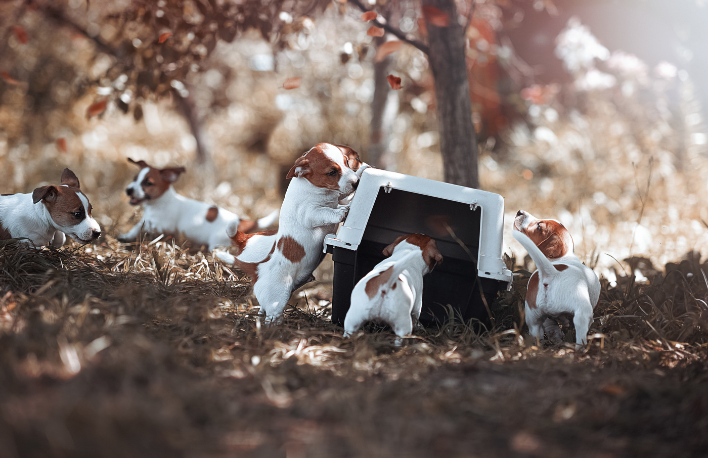 Если вы ещё не придумали вечный двигатель, то заведите себе Джек Рассела.., а лучше несколько...)