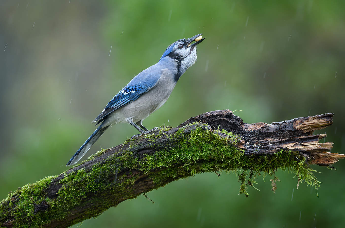 Blue Jay