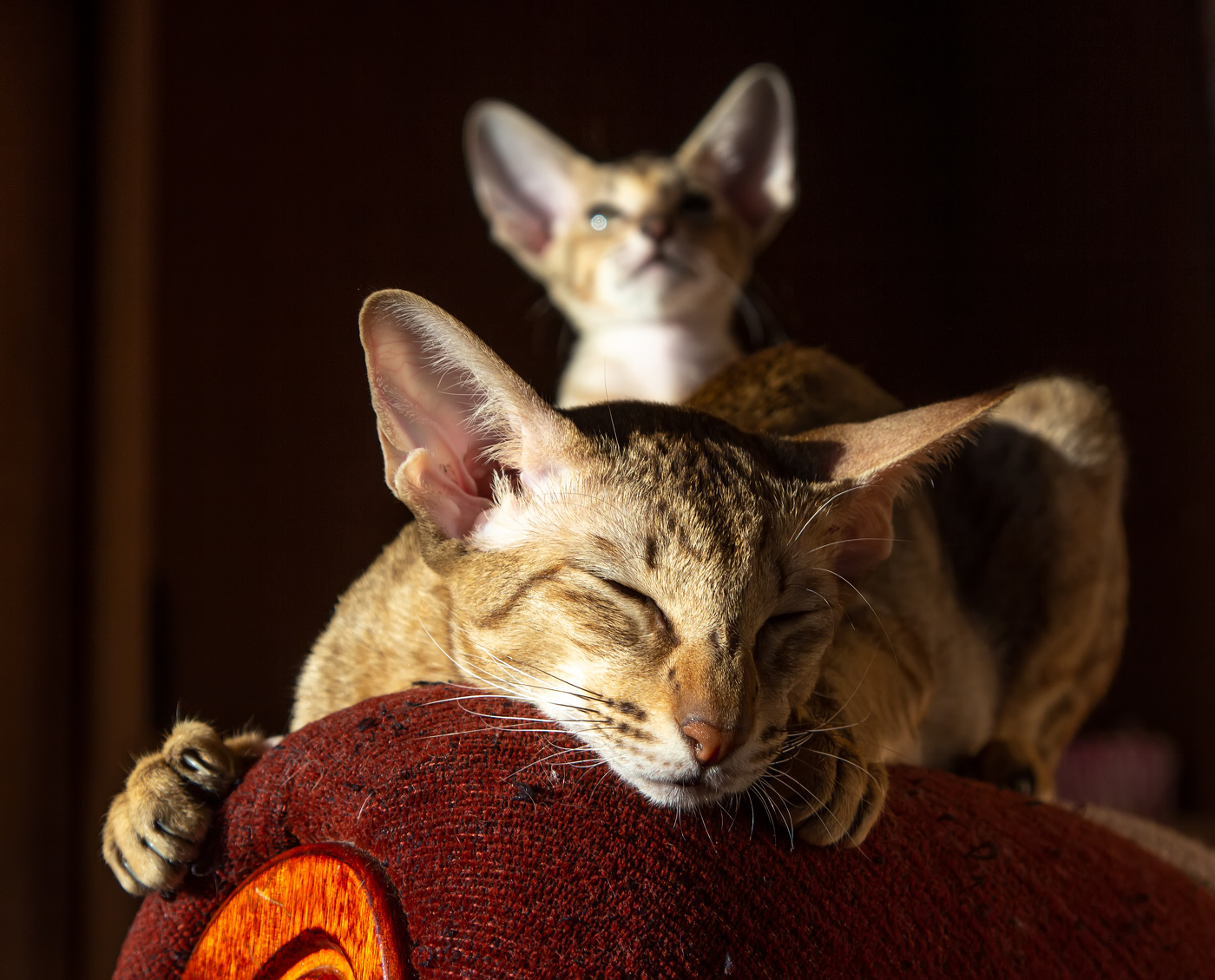 Мама спит... она устала...