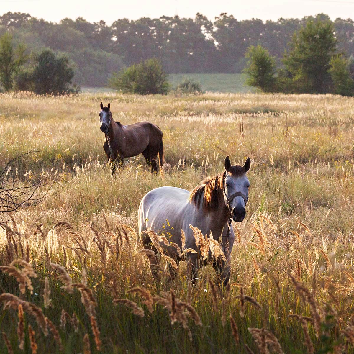 Буян и Яшка