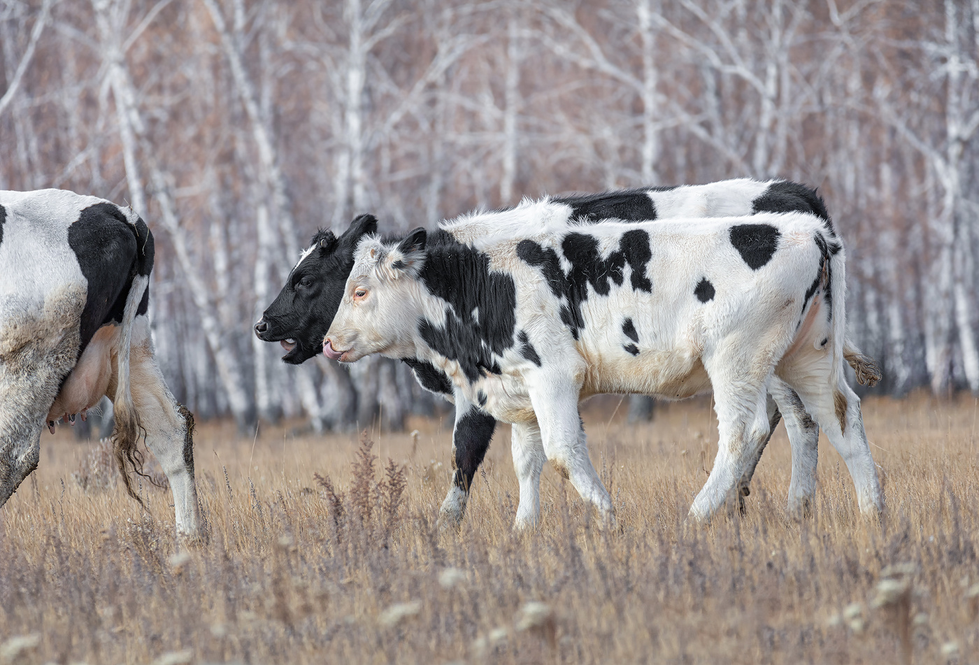 проголодались ..