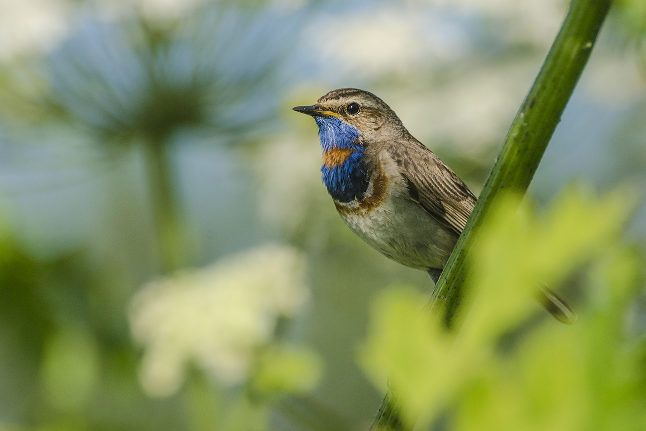Нарядный кавалер
