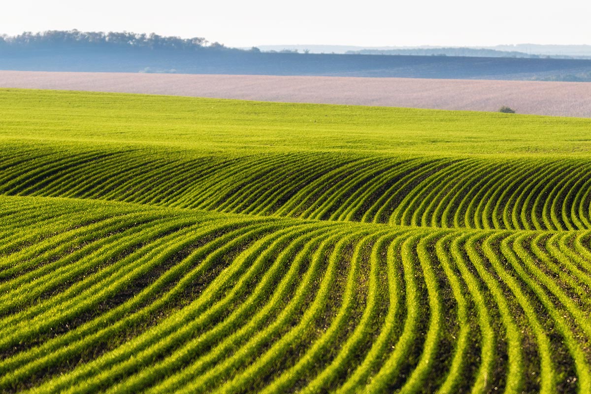 Озимка. Утро в октябре.