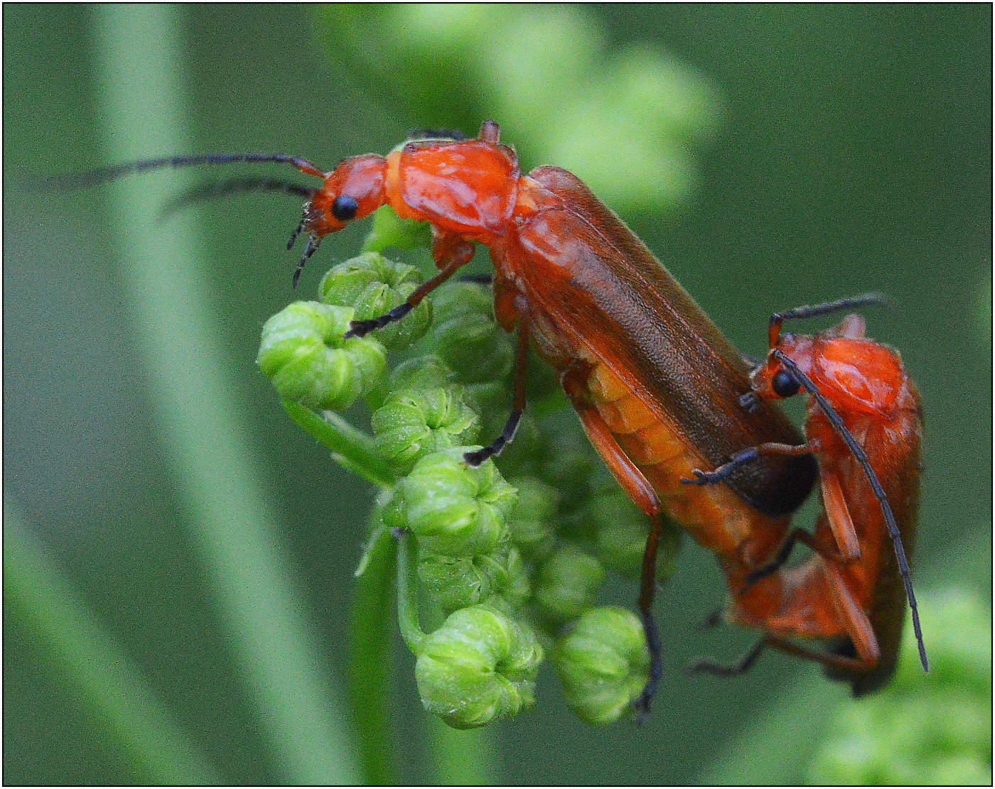 Мягкотелки.