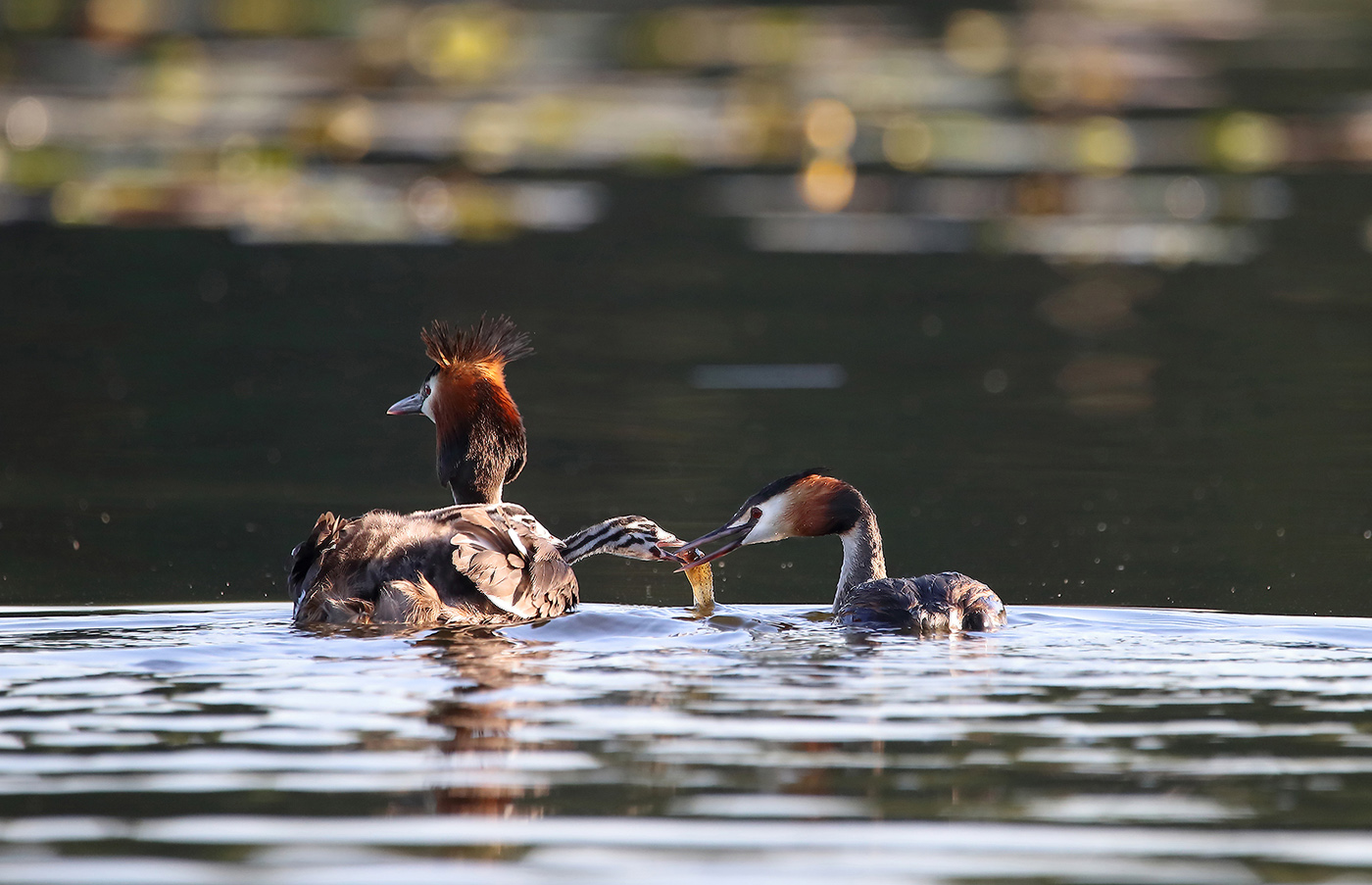 ершовая диета