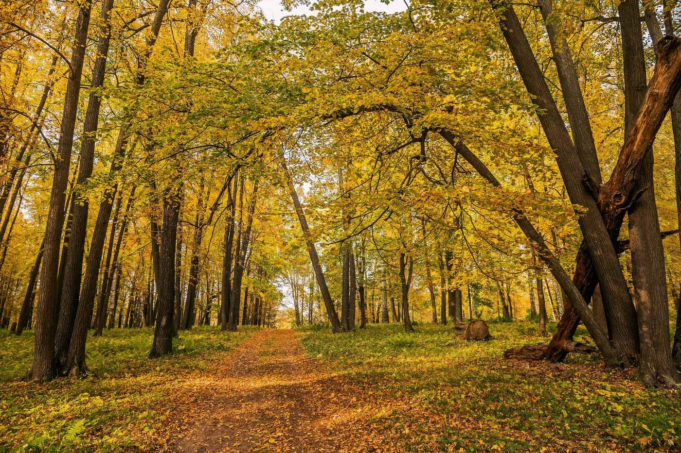Осенний лес