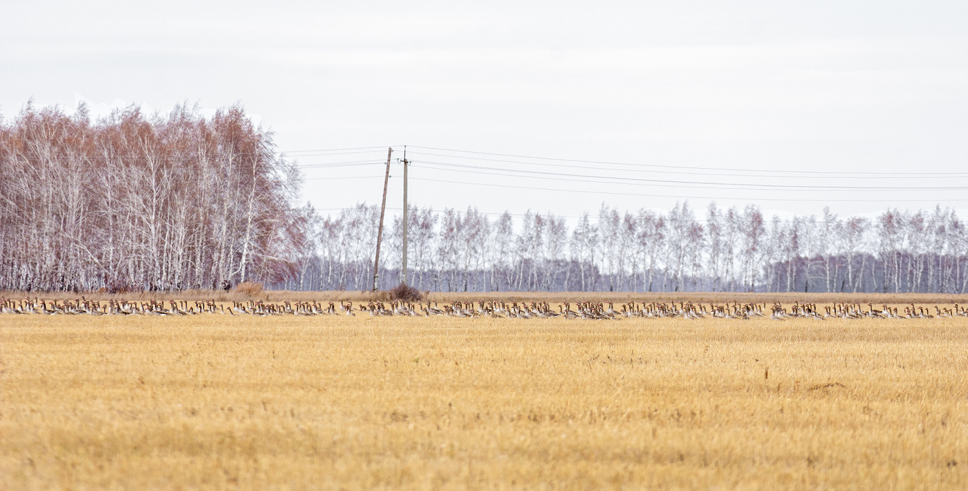 Очередь в небо..