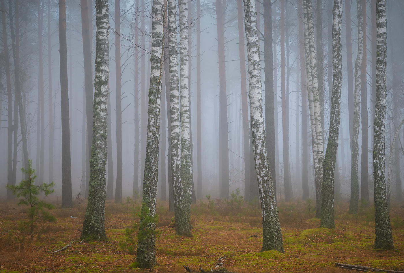 Ноябрьское утро