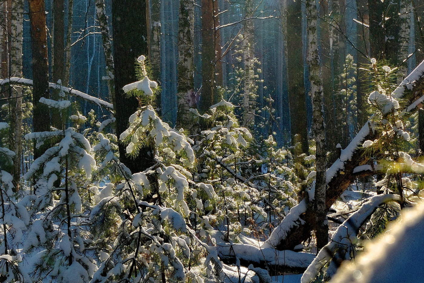 В лесной чаще.