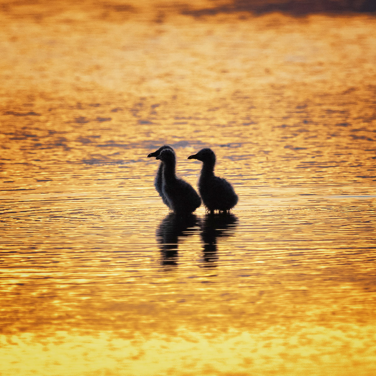 Чайкины дети