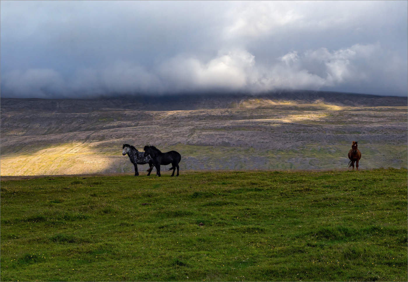 Рожденные на свободе