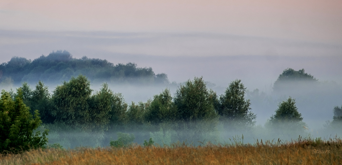 Туман в кустах.