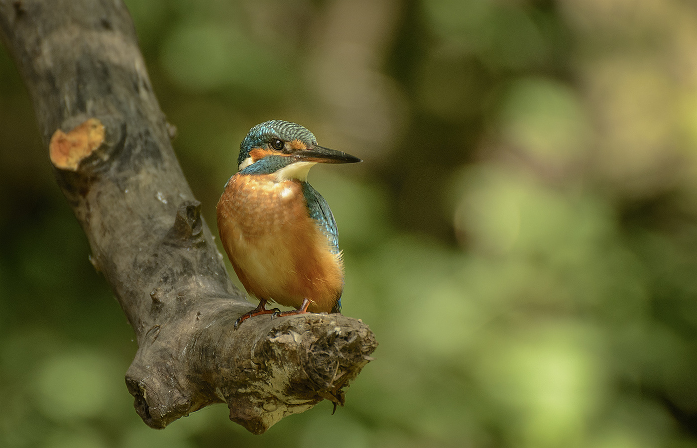 Во всей красе...