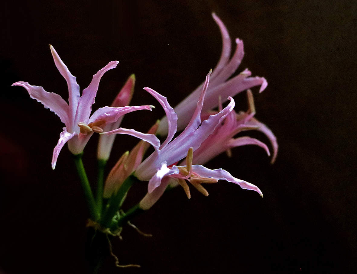 Рстопырки нерине