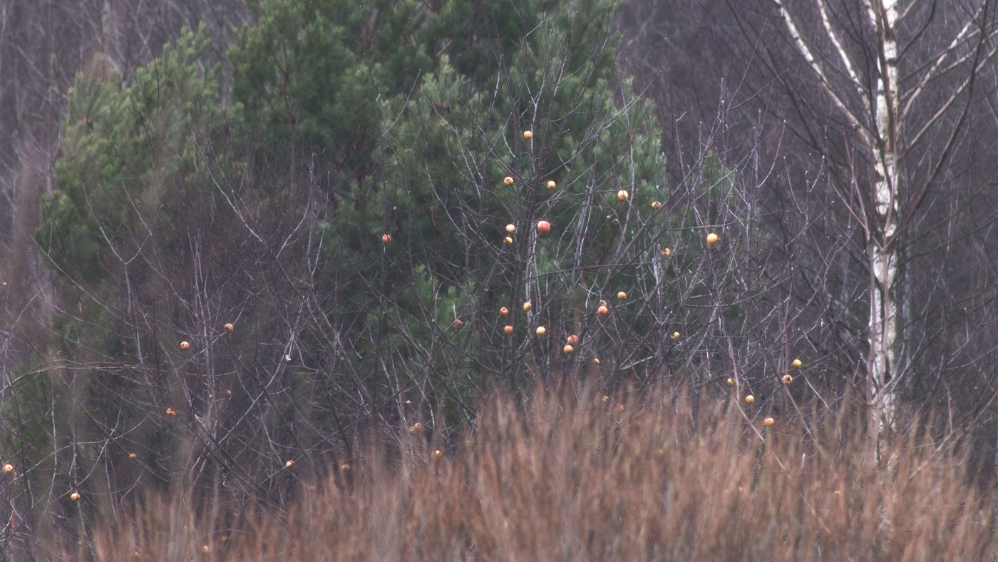 Жизнь вокруг