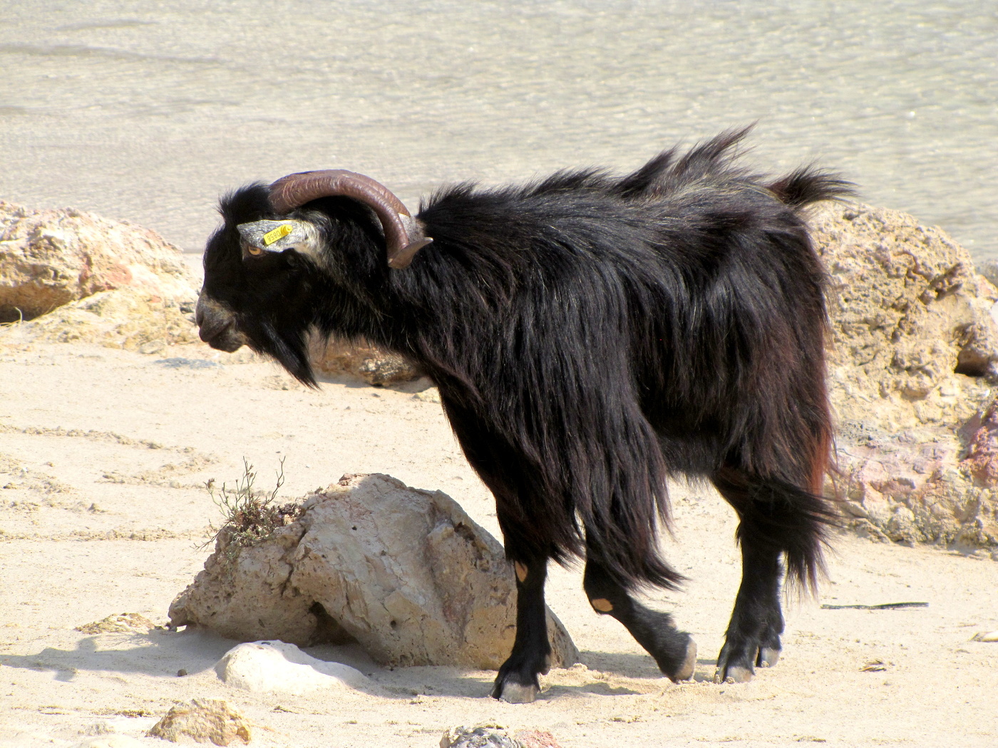 Местный житель