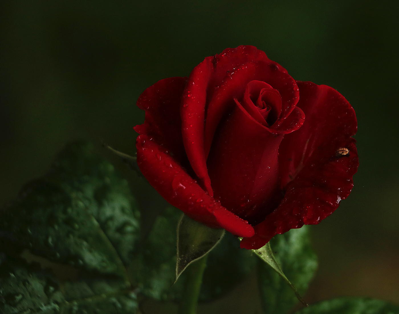 Красавица с мушкой