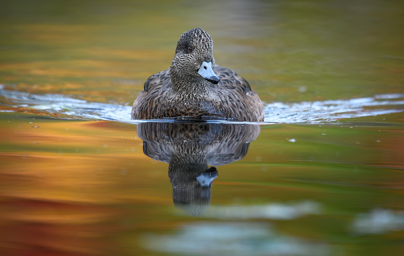American Wigeon (female)