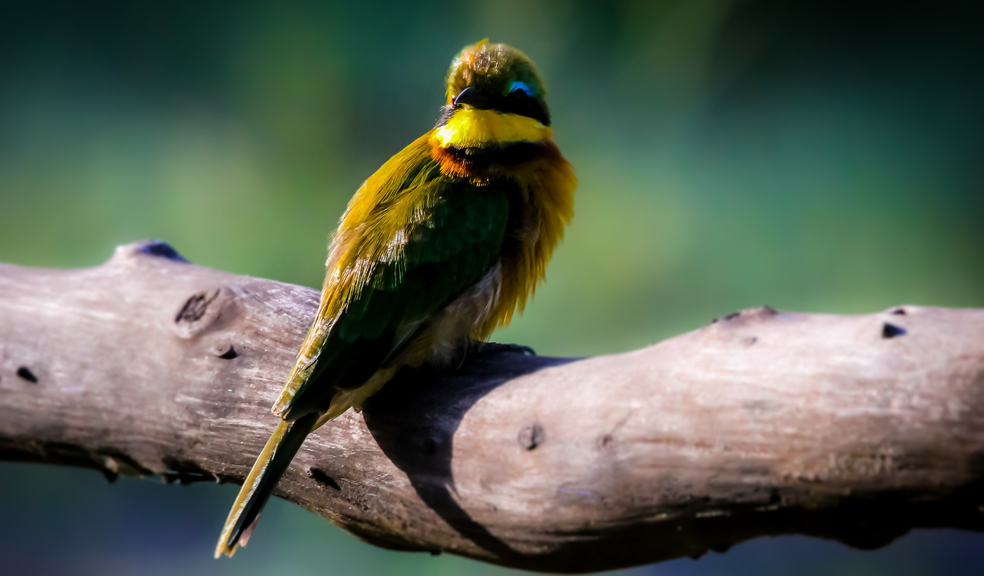 Bienenfresser im Sonnenlicht
