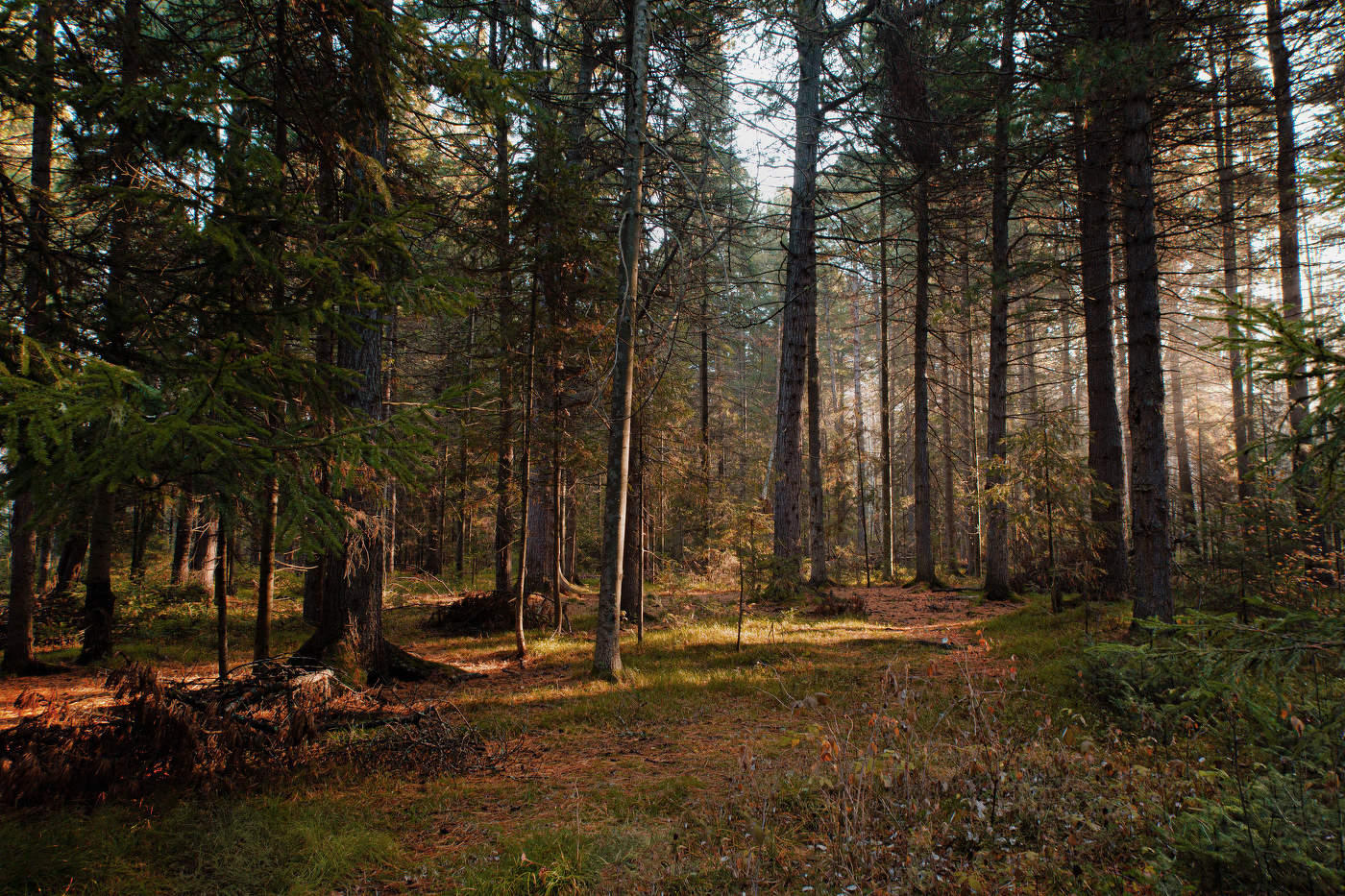 Утренний лес