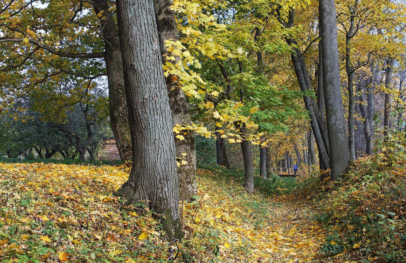 Там,где клён шумит...