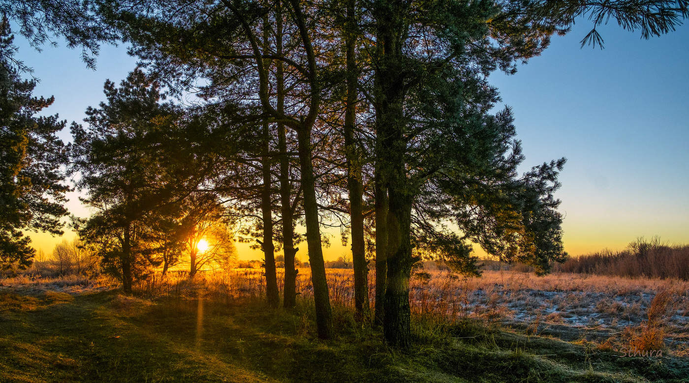 Сосны в лучах рассвета.