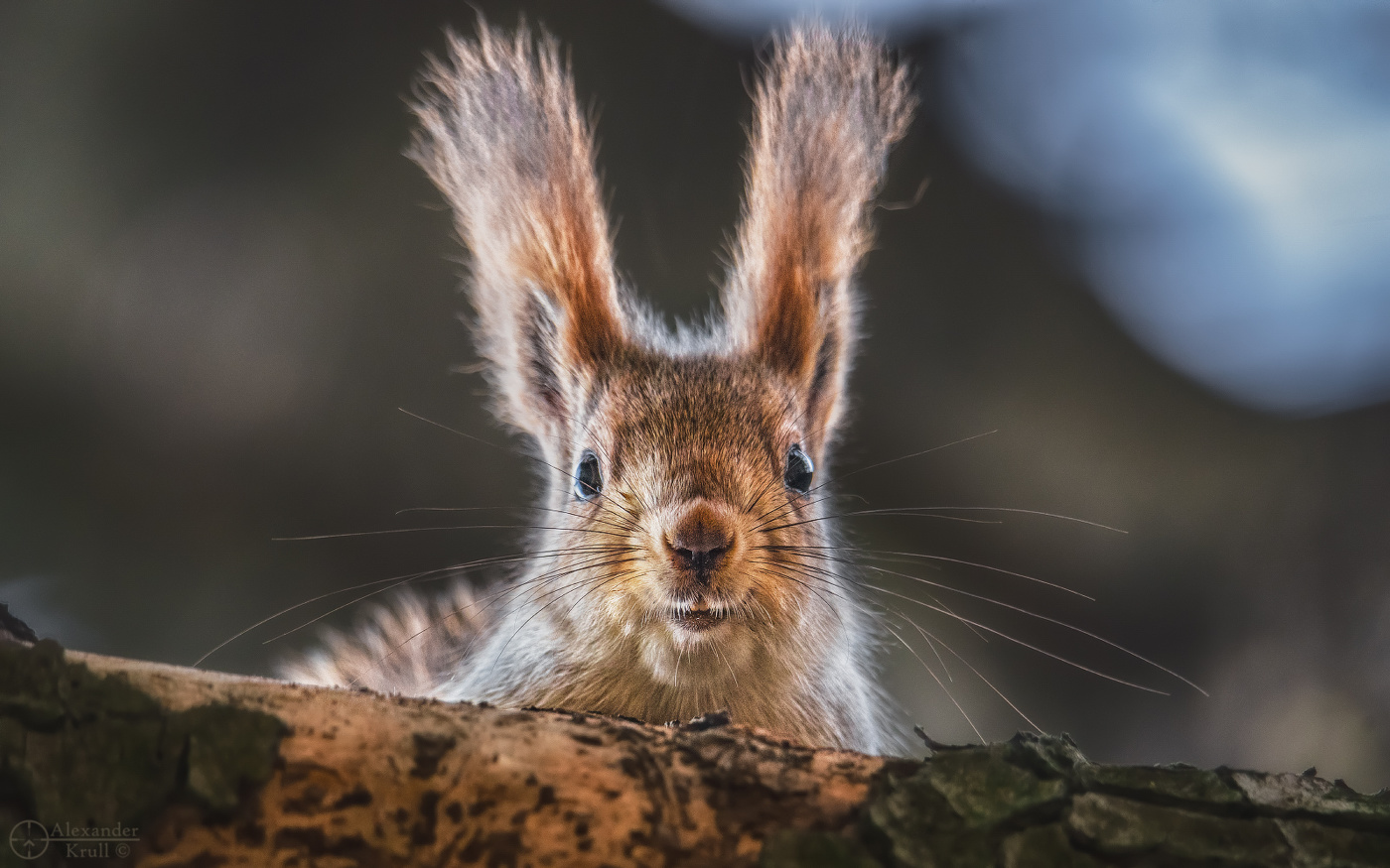 Джоконда с усами