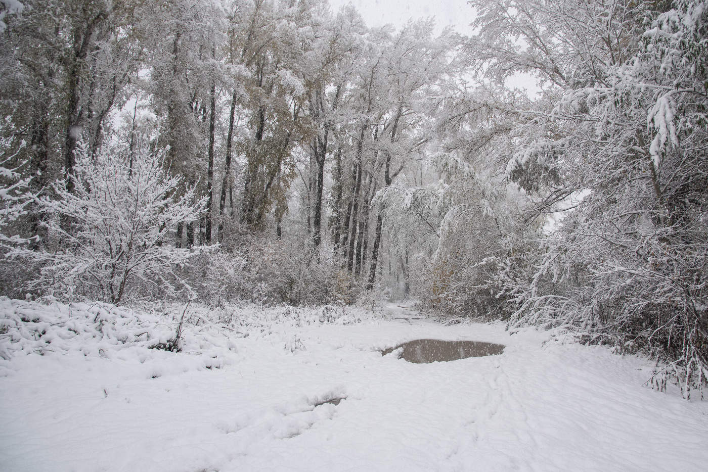 Зима идёт...